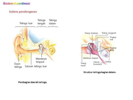 Detail Gambar Alat Indra Pendengaran Nomer 28