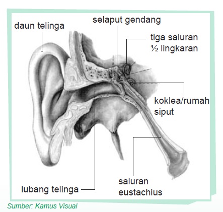 Detail Gambar Alat Indra Pendengaran Nomer 33