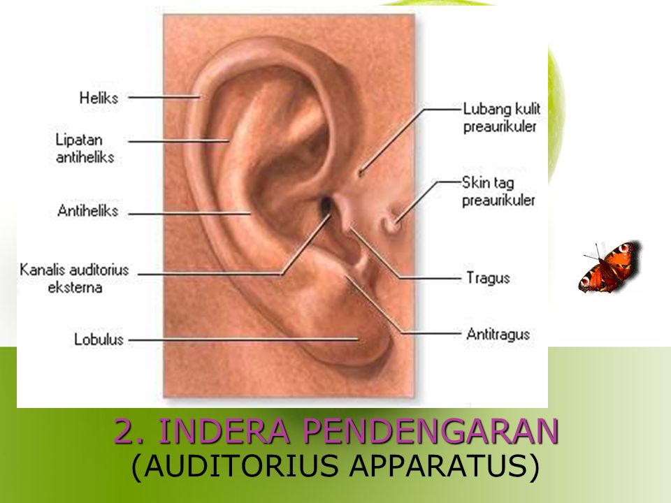 Detail Gambar Alat Indra Pendengaran Nomer 34