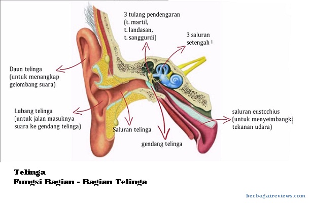 Detail Gambar Alat Indra Pendengaran Nomer 44