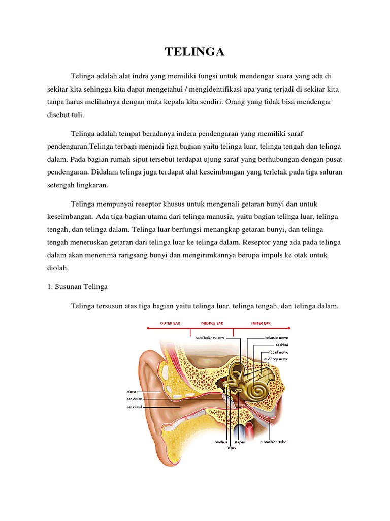 Detail Gambar Alat Indra Pendengaran Nomer 45