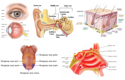 Detail Gambar Alat Indra Pendengaran Nomer 47