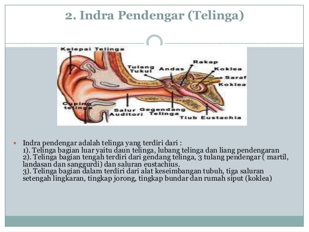 Detail Gambar Alat Indra Pendengaran Nomer 49