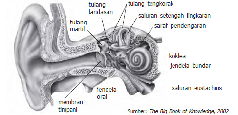 Detail Gambar Alat Indra Pendengaran Nomer 51