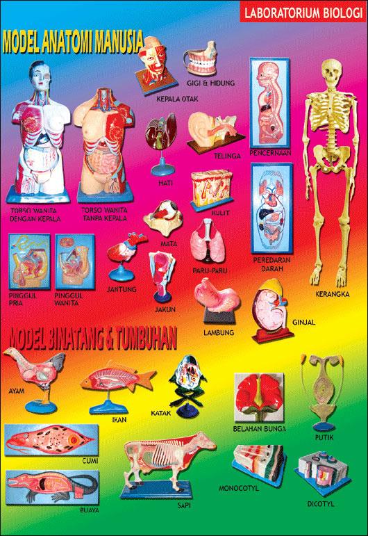 Download Gambar Alat Laboratorium Biologi Nomer 42