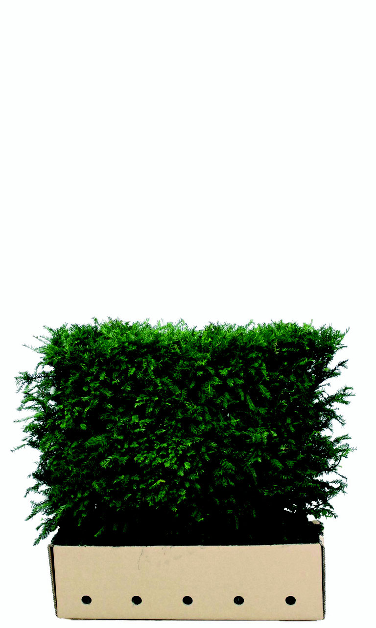 Zierhecke Eibe - KibrisPDR