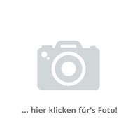 Detail Zierhecke Eibe Nomer 18