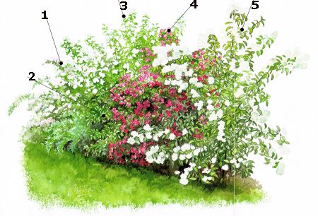Detail Zierhecke Eibe Nomer 19