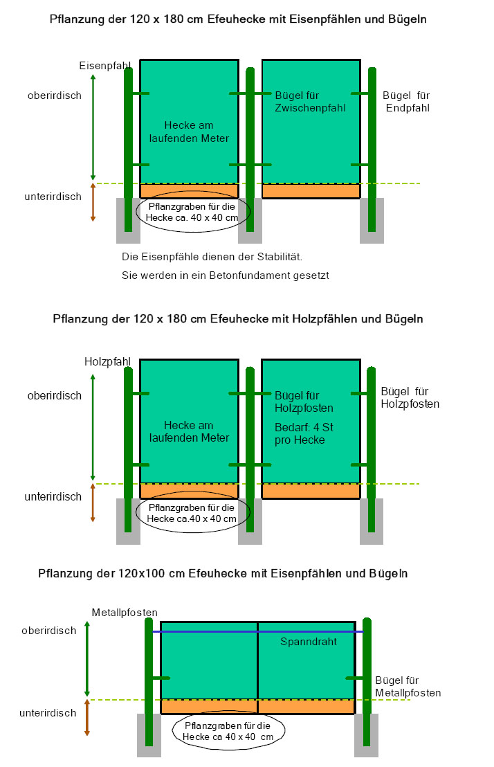 Detail Zierhecke Eibe Nomer 23