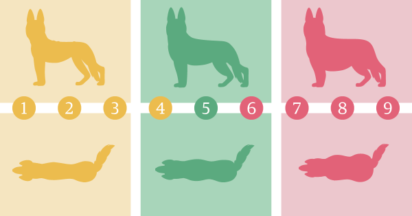 Detail Body Score Index Hund Nomer 2