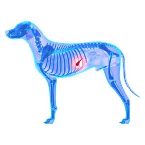 Detail Body Score Index Hund Nomer 3