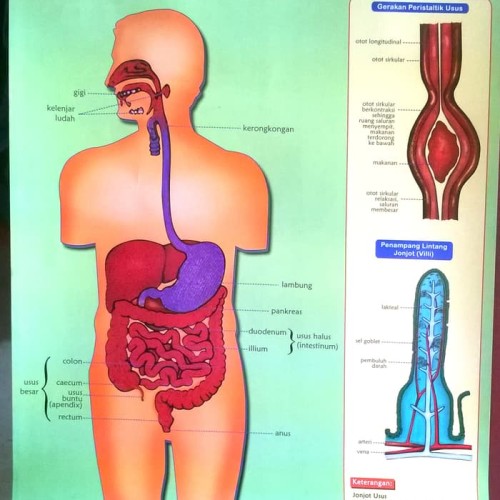 Detail Gambar Alat Pencernaan Gambar Tata Surya Nomer 14