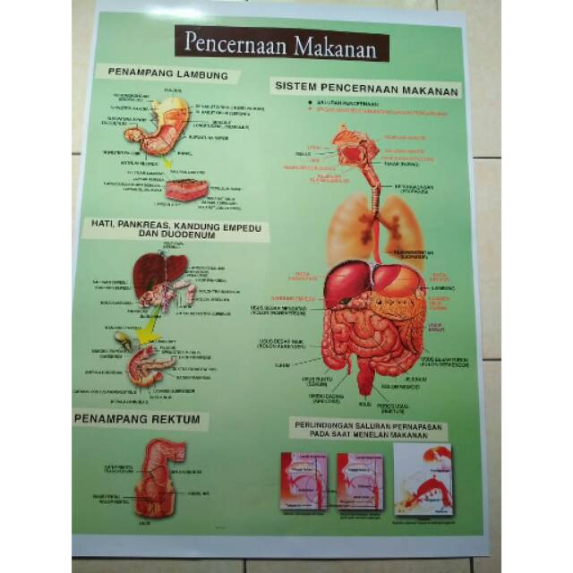 Detail Gambar Alat Pencernaan Gambar Tata Surya Nomer 27