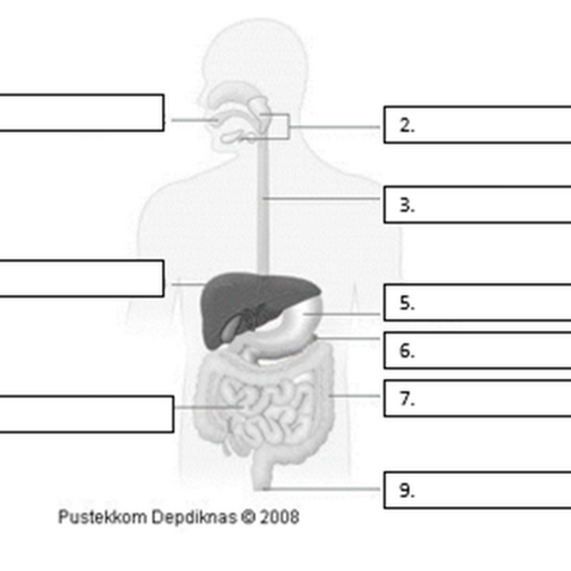 Detail Gambar Alat Pencernaan Gambar Tata Surya Nomer 33