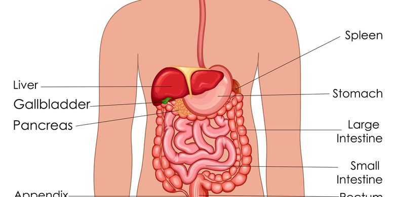 Detail Gambar Alat Pencernaan Gambar Tata Surya Nomer 35