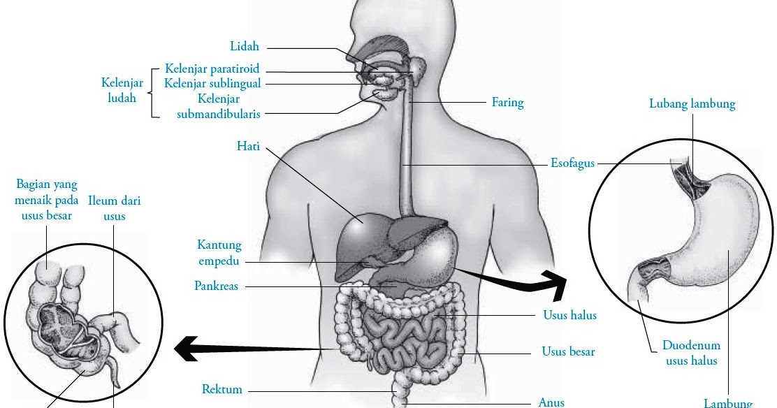 Detail Gambar Alat Pencernaan Gambar Tata Surya Nomer 44