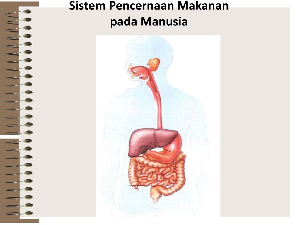 Detail Gambar Alat Pencernaan Makanan Nomer 47