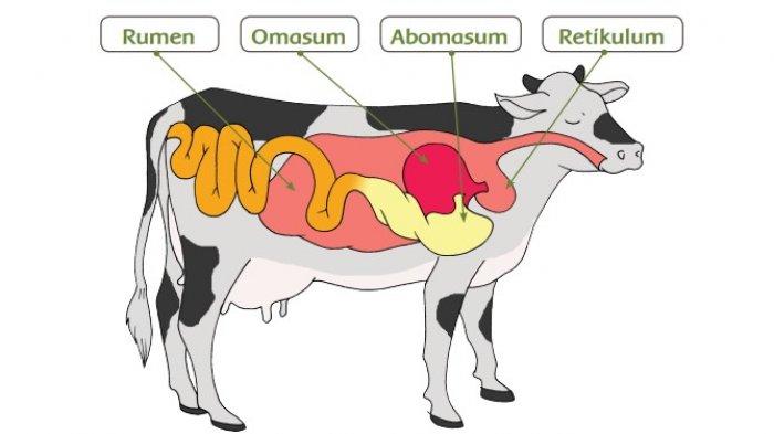 Gambar Alat Pencernaan Sapi - KibrisPDR