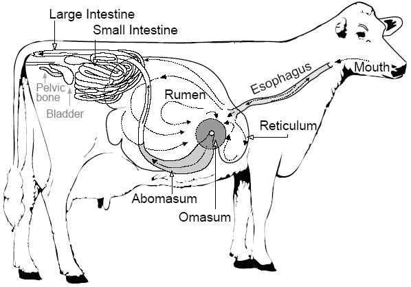 Detail Gambar Alat Pencernaan Sapi Nomer 11