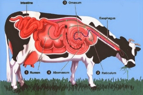 Detail Gambar Alat Pencernaan Sapi Nomer 13