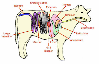 Detail Gambar Alat Pencernaan Sapi Nomer 15