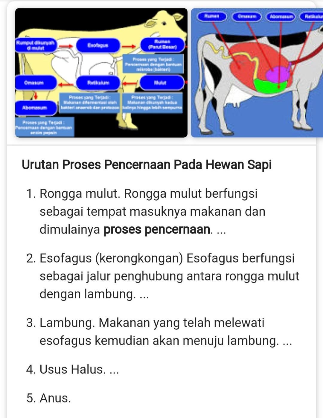 Detail Gambar Alat Pencernaan Sapi Nomer 20