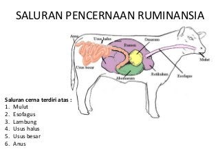 Detail Gambar Alat Pencernaan Sapi Nomer 27