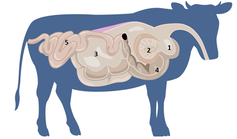 Detail Gambar Alat Pencernaan Sapi Nomer 29