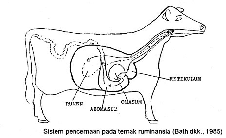 Detail Gambar Alat Pencernaan Sapi Nomer 44