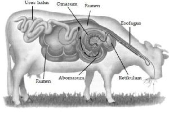 Detail Gambar Alat Pencernaan Sapi Nomer 6