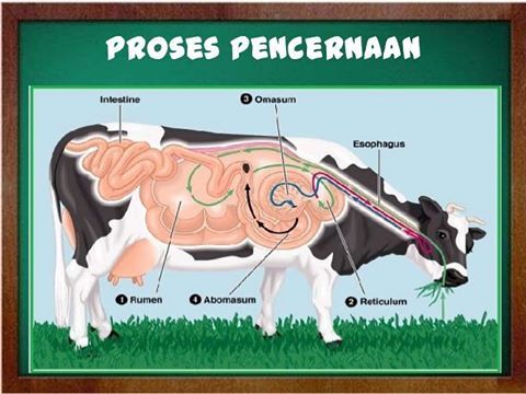 Detail Gambar Alat Pencernaan Sapi Nomer 51