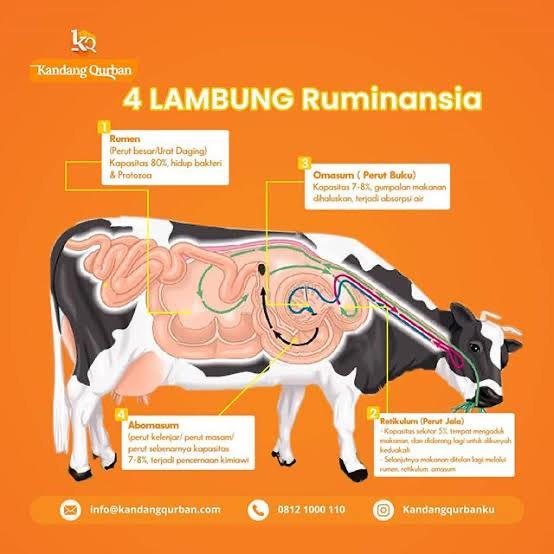 Detail Gambar Alat Pencernaan Sapi Nomer 53