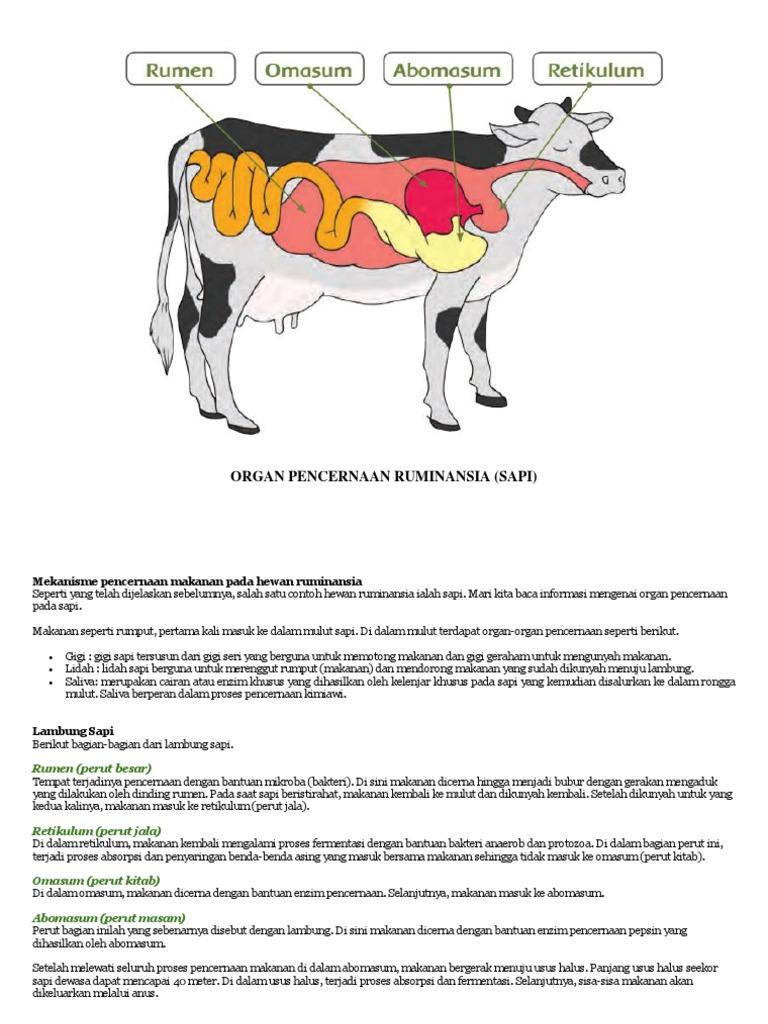 Detail Gambar Alat Pencernaan Sapi Nomer 56