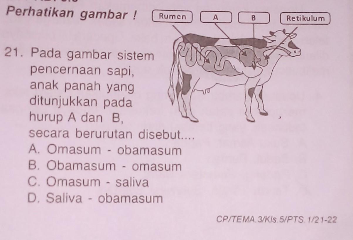 Detail Gambar Alat Pencernaan Sapi Nomer 57