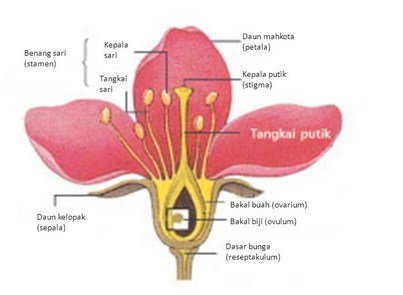 Detail Gambar Alat Perkembangbiakan Bunga Nomer 5