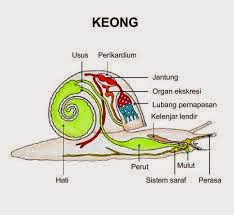 Detail Gambar Alat Pernapasan Hewan Nomer 20