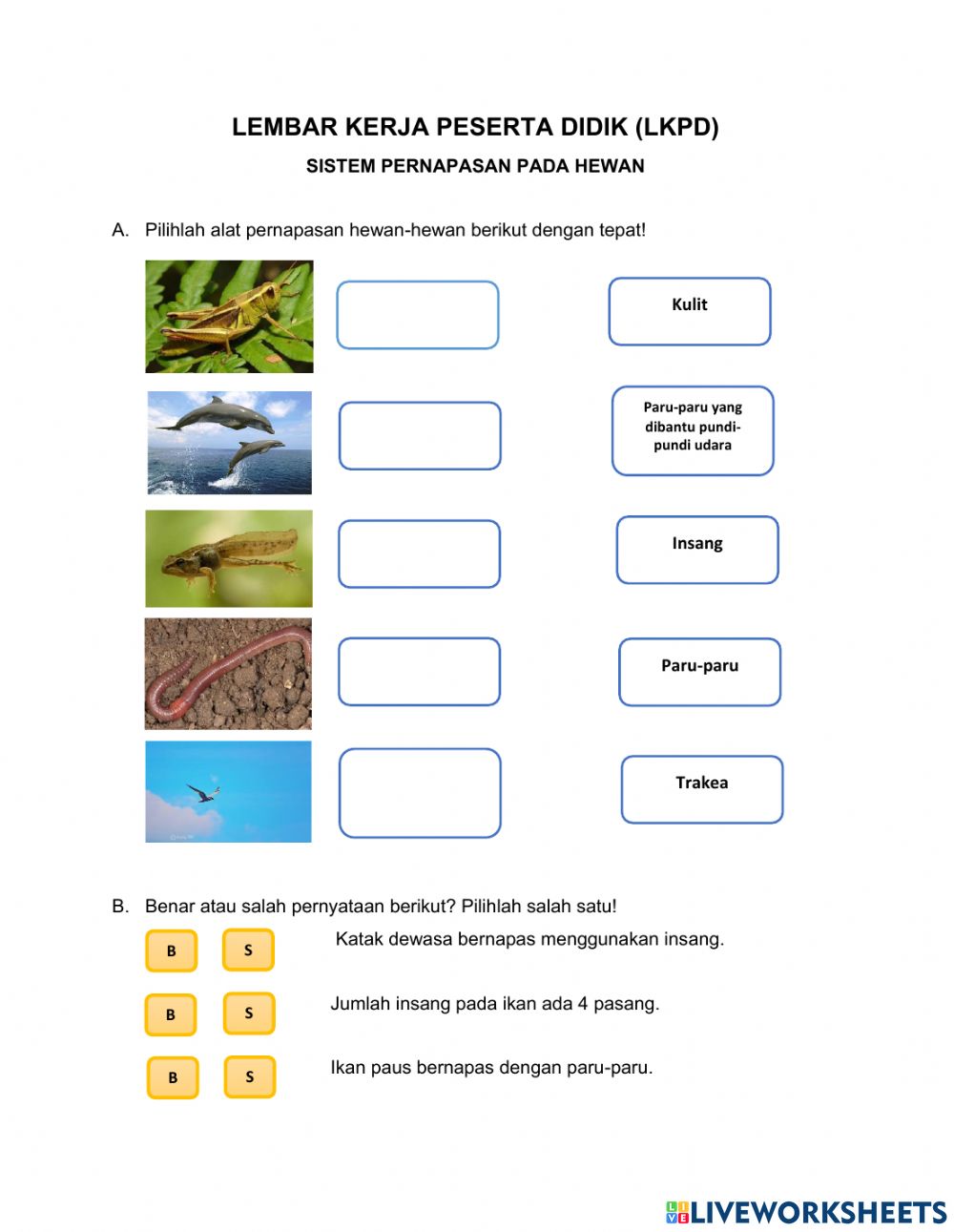 Detail Gambar Alat Pernapasan Hewan Nomer 47