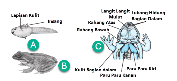 Detail Gambar Alat Pernapasan Hewan Nomer 49