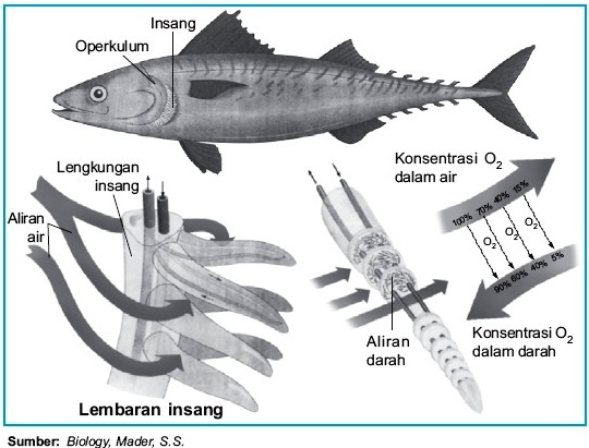 Detail Gambar Alat Pernapasan Ikan Nomer 11