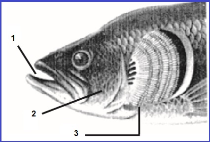 Detail Gambar Alat Pernapasan Ikan Nomer 12