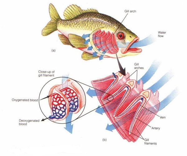 Detail Gambar Alat Pernapasan Ikan Nomer 13