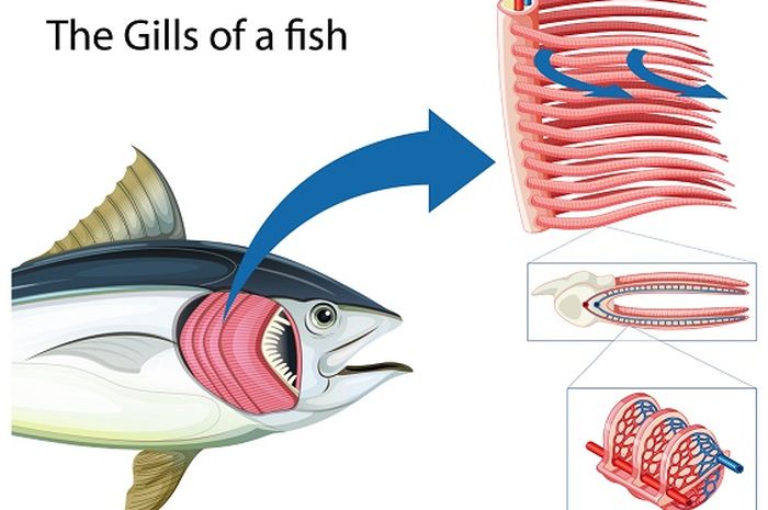 Detail Gambar Alat Pernapasan Ikan Nomer 16