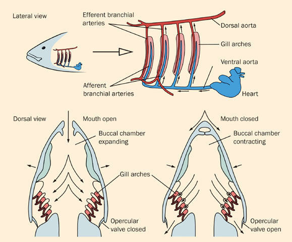 Detail Gambar Alat Pernapasan Ikan Nomer 19