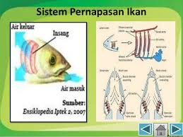 Detail Gambar Alat Pernapasan Ikan Nomer 20