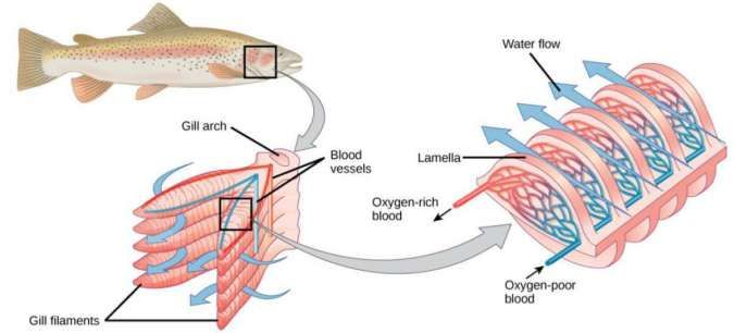 Detail Gambar Alat Pernapasan Ikan Nomer 24