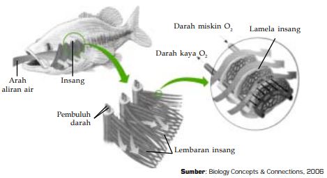 Detail Gambar Alat Pernapasan Ikan Nomer 26