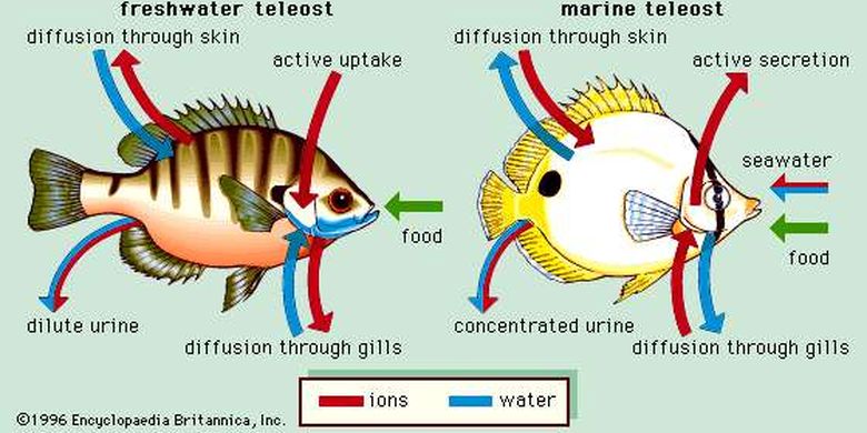 Detail Gambar Alat Pernapasan Ikan Nomer 4