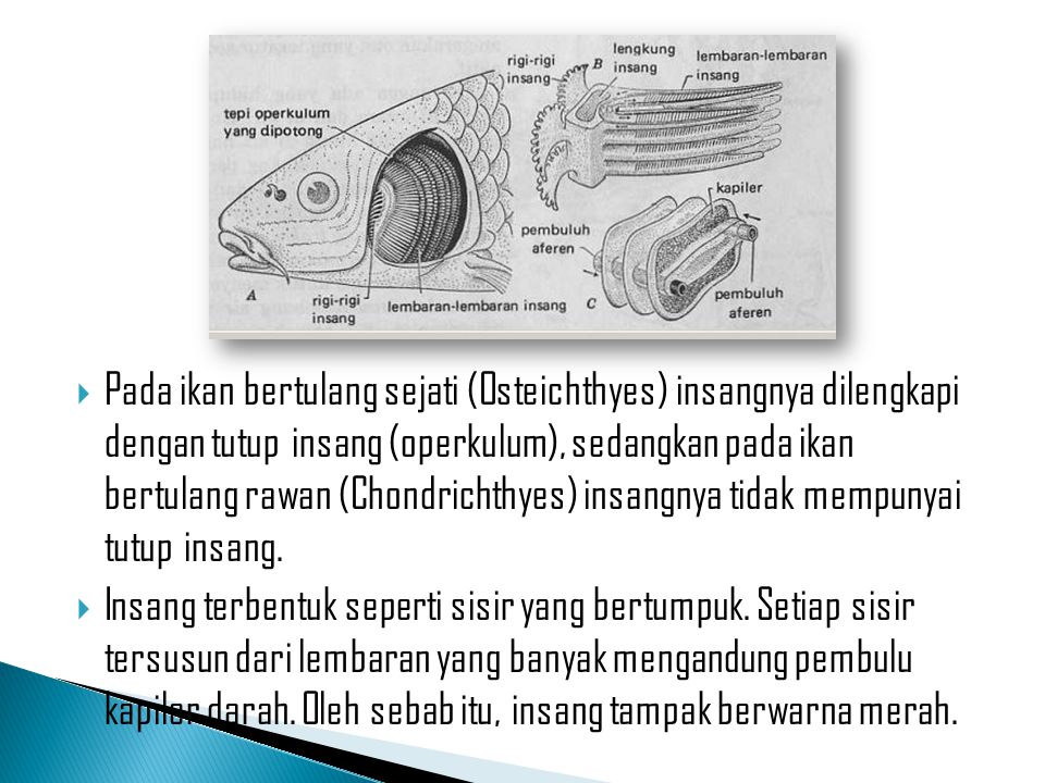 Detail Gambar Alat Pernapasan Ikan Nomer 29