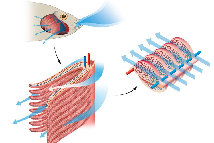 Detail Gambar Alat Pernapasan Ikan Nomer 5