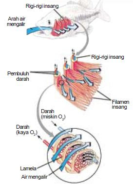 Detail Gambar Alat Pernapasan Ikan Nomer 45